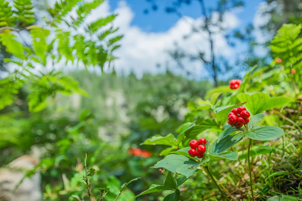 Wild berries Northern Ontario