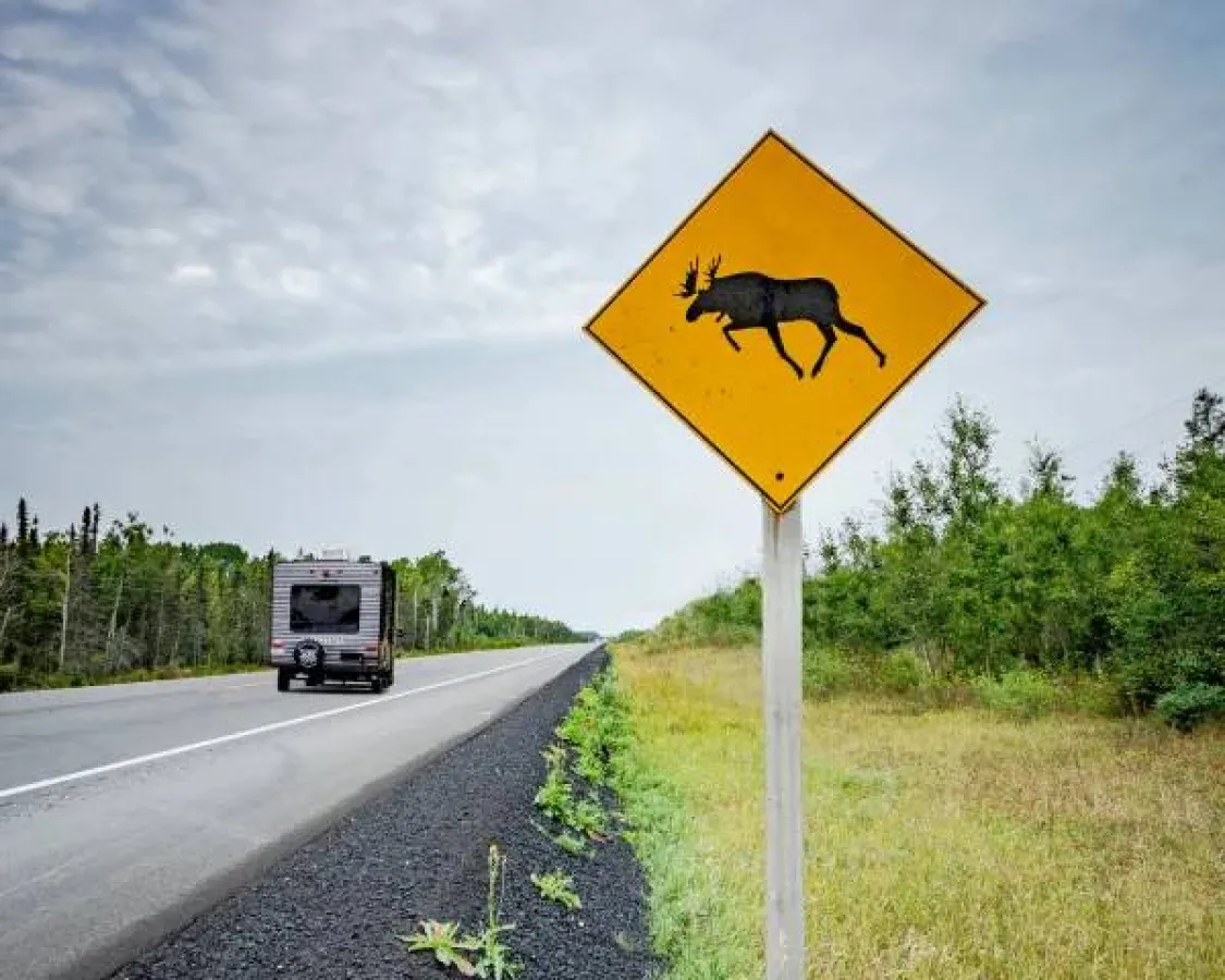 Moose crossing road sign