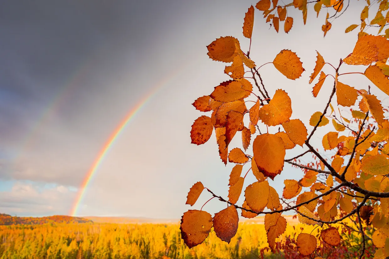 Fall Aspens